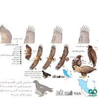 گونه عقاب دریایی دم سفید White tailed Eagle